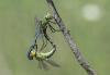 Anax imperator